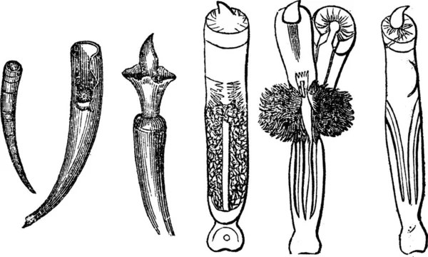 Tusk Shells Dentalium Entalis Ilustración Grabada Vintage Enciclopedia Trousset 1886 — Archivo Imágenes Vectoriales