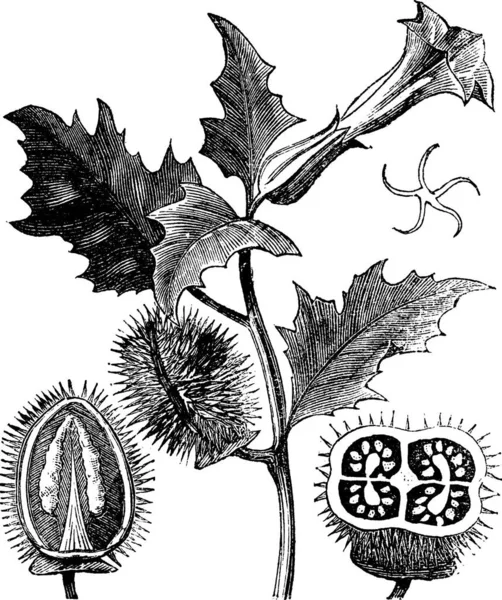 Thorn Apple Veya Jimson Weed Veya Datura Stramonium Eski Gravür — Stok Vektör