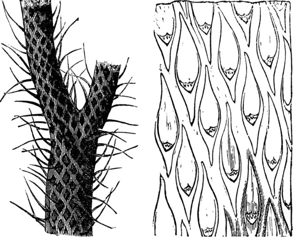 Lepidodendron Ukiran Antik Ilustrasi Ukiran Lama Lepidodendron Tanaman Primitif Punah - Stok Vektor