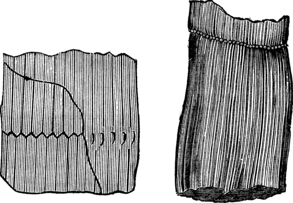 Disegno Astratto Uno Sfondo Bianco Nero — Vettoriale Stock