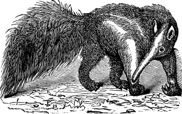 Giant Anteater Myrmecophaga Tridactyla Vintage Χάραξη Παλιά Χαραγμένη Απεικόνιση Ενός — Διανυσματικό Αρχείο