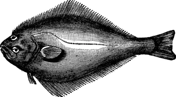 Halibut Atlantycki Lub Hipoglossus Hipoglossus Grawerowanie Vintage Stare Ryte Ilustracje — Wektor stockowy