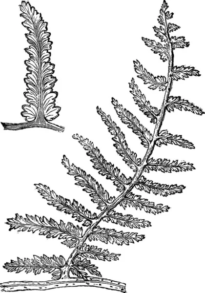 Sphenopteris 老式雕刻 一种灭绝的种子蕨类的古老雕刻图解 — 图库矢量图片
