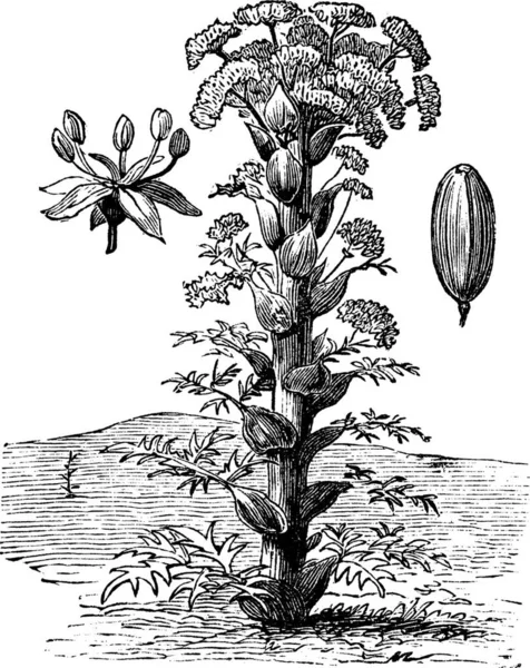 FerulaまたはFerula ヴィンテージの彫刻 と種子 を示す古刻図 — ストックベクタ