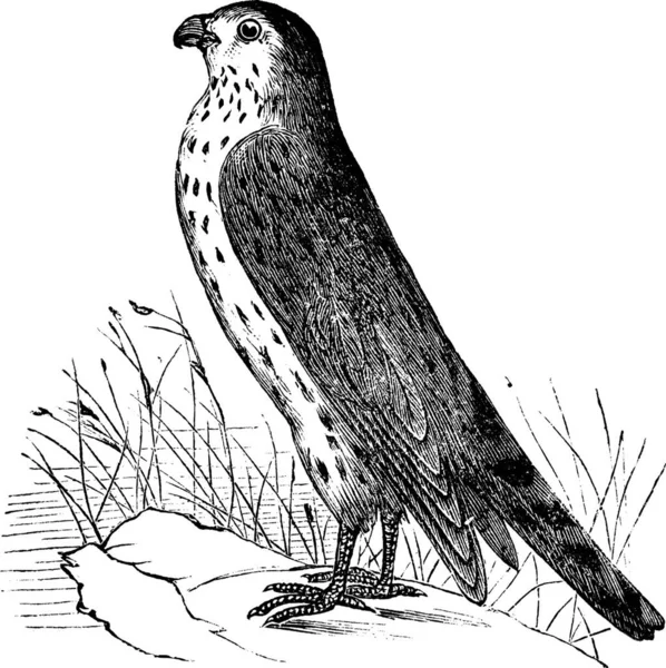 梅林或鸽子鹰或Falco Columbarius 老式雕刻 Merlin或Pigeon Hawk的古老雕刻画 — 图库矢量图片