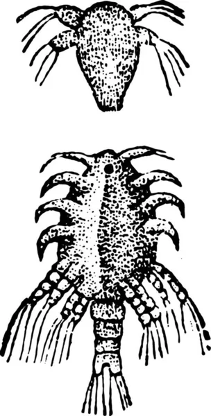 Larva Lernaea Ilustração Gravada Vintage História Natural Dos Animais 1880 —  Vetores de Stock