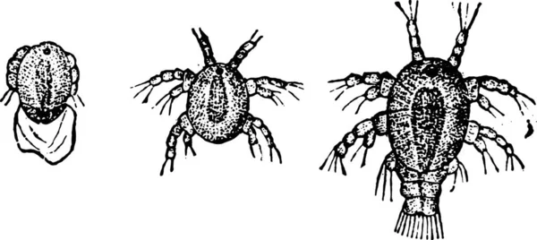 Larva Cyclops Vintage Illüstrasyon Kazınmış Doğal Tarih Hayvanların 1880 — Stok Vektör