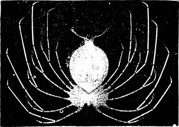 龙虾幼虫复古刻图 自然历史的动物 1880 — 图库矢量图片