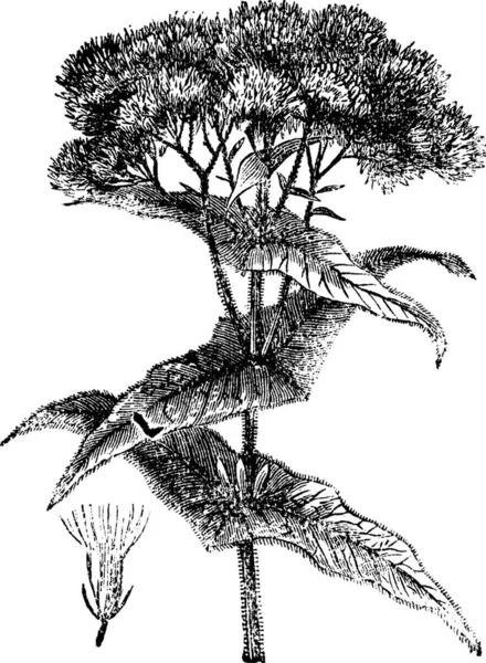 ジョーパイ雑草や好中球菌Sp ヴィンテージ彫刻 花を示すジョーパイ雑草の古い刻まれたイラスト — ストックベクタ