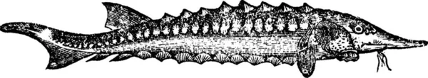 Ілюстрація Морської Черепахи — стоковий вектор