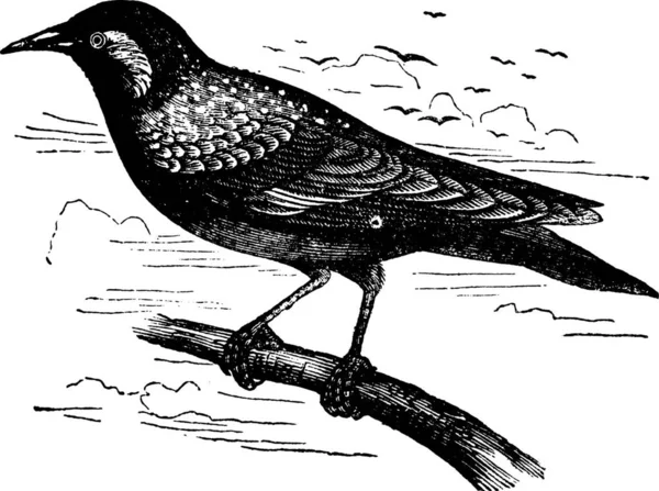 일반적인 Starling Starling Sturnus Vulgaris 빈티지 새겨진 일반적인 Starling의 — 스톡 벡터