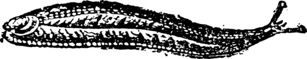 Testacelle 腹足類家族ナメクジ ヴィンテージに図が刻まれています 1880 動物の自然史 — ストックベクタ