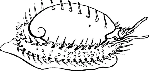 Illustration Croquis Champignon — Image vectorielle