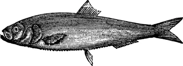 Illustrazione Branzino — Vettoriale Stock