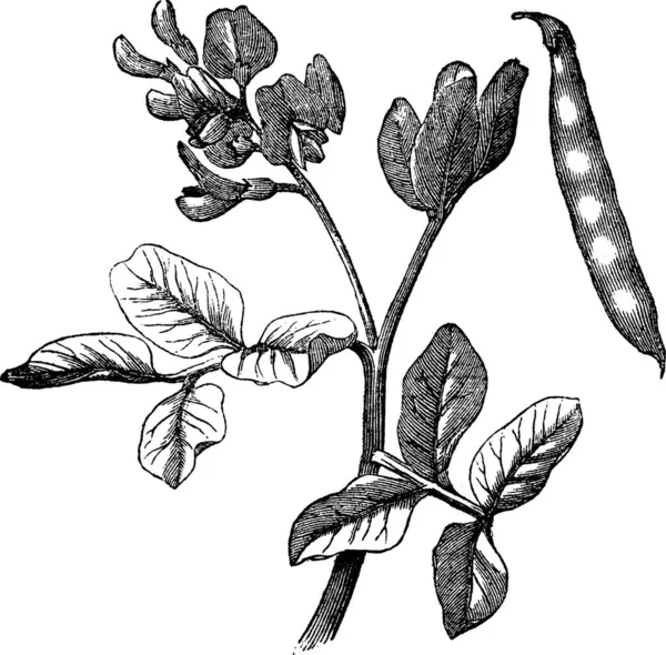 Feijão Comum Phaseolus Vulgaris Gravura Vintage Ilustração Gravada Velha Planta — Vetor de Stock