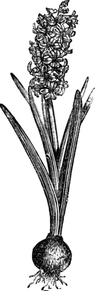 Gewöhnliche Hyazinthe Oder Hyacinthus Orientalis Oder Gartenhyazinthe Oder Holländische Hyazinthe — Stockvektor