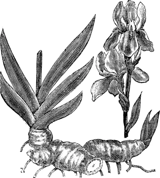 Bir Tür Susam Kök Veya Iris Florentina Veya Iris Germanica — Stok Vektör