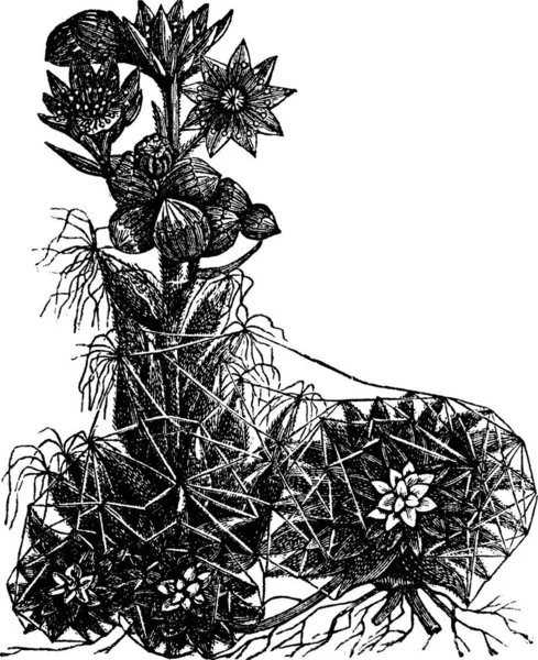 Cobweb Houseleek Sempervivum Arachnoideum Vintage Engraving Old Engraved Illustration Cobweb — Stock Vector