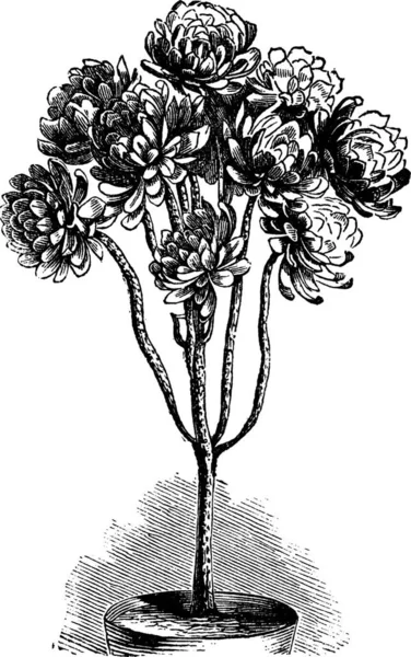 Ağaç Aeonium Veya Aeonium Arboreum Veya Aeonium Schwarzkopf Veya Aeonium — Stok Vektör