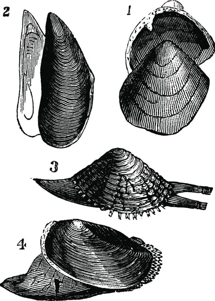 軟体動物 Nutlet 金型3 Warty 4より アノドンタアヒル ヴィンテージ彫刻イラスト トラセット百科事典 1886年 1891年 — ストックベクタ