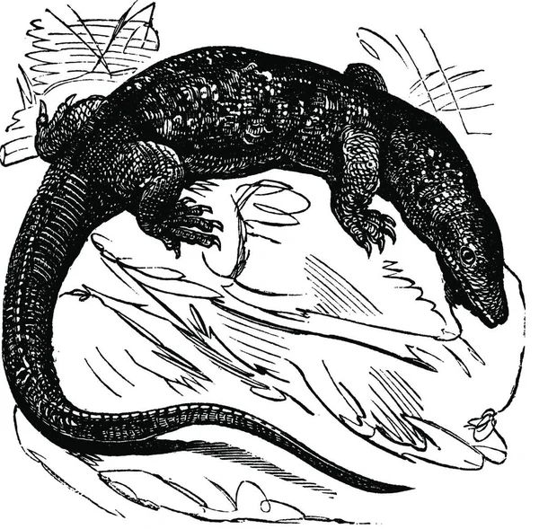 尼罗河显示器 巨蜥尼罗罗非鱼 Leguaan 老式刻图 Trousset 百科全书 1886年 1891 — 图库矢量图片