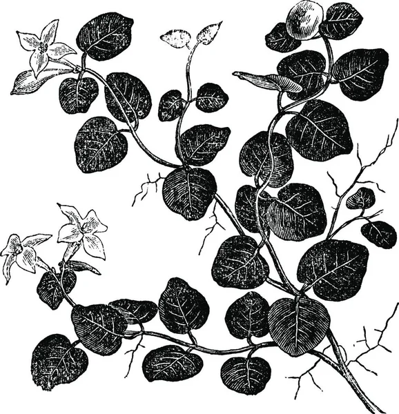 Mitchelle Szalonej Mitchell Repens Rocznik Grawerowane Ilustracja Encyklopedia Trousset 1886 — Wektor stockowy