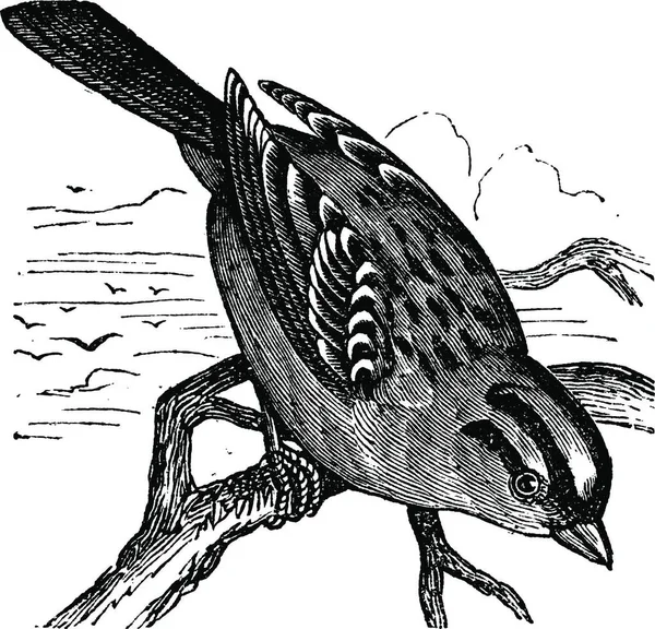 Sparrow Branco Coroado Leucophrys Zonotrichia Ilustração Gravada Vintage Enciclopédia Trousset —  Vetores de Stock