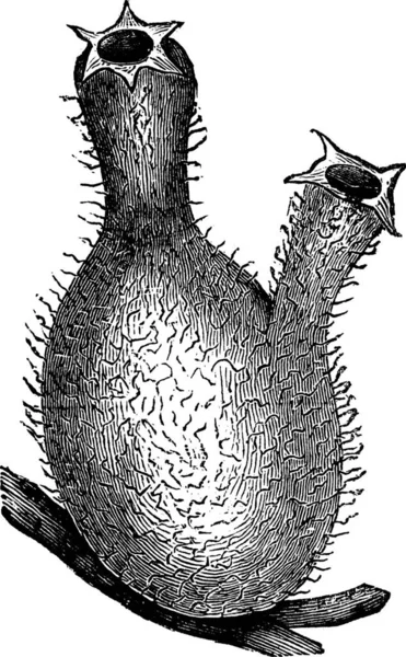 Morskie Winogrona Lub Molgula Vintage Grawerowane Ilustracja Encyklopedia Troussetowa 1886 — Wektor stockowy
