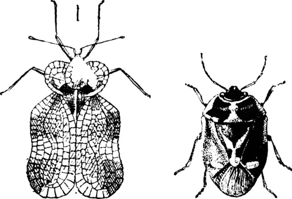 Gauche Hémiptères Hétéroptères Punaises Tigre Dentelle Vraies Punaises Droite Nezara — Image vectorielle