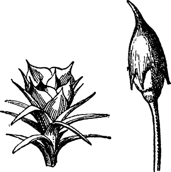 Labelled diagram of moss