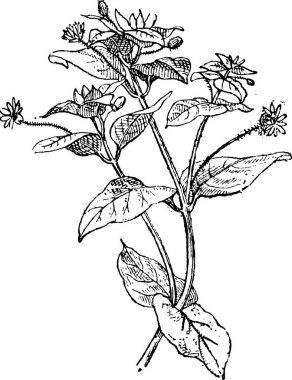 Chickweed or Cerastium sp., showing flowers, vintage engraved illustration. Dictionary of Words and Things - Larive and Fleury - 1895 clipart