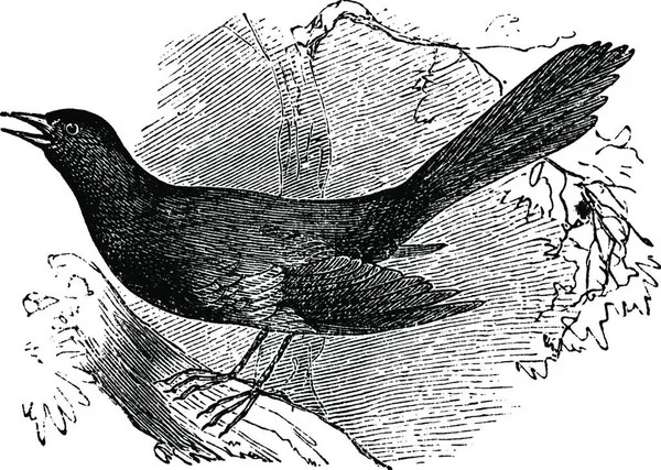 Mocking Carolina Mimus Carolinensis Ilustração Gravada Vintage Enciclopédia Trousset 1886 —  Vetores de Stock