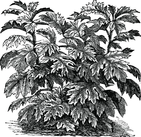 계단식 Warscewiczii 솔라눔 불보카 Solanum Bulbocastanum 포도로 그림이다 곤경에 백과사전 — 스톡 벡터