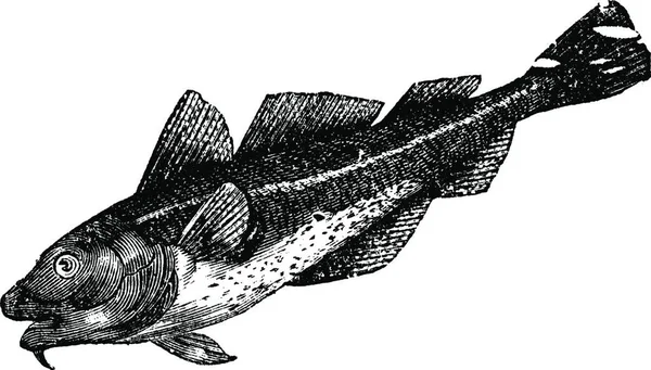 Cod America Morrhua Americana Ilustrasi Kuno Ensiklopedia Trousset 1886 1891 - Stok Vektor