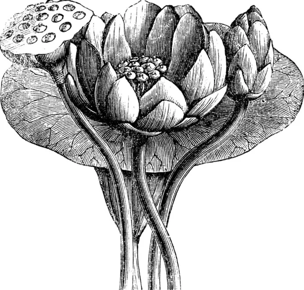 Αμερικανική Lotus Nelumbo Lutea Vintage Εγχάρακτη Εικονογράφηση Εγκυκλοπαίδεια Trousset 1886 — Διανυσματικό Αρχείο