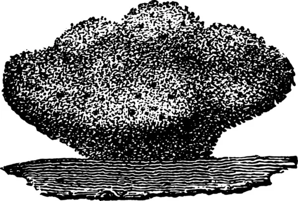 スポンジ ヴィンテージには 図が刻まれています 1880 動物の自然史 — ストックベクタ