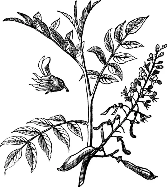 Peru Balsam Atau Myroxylon Peruiferum Ukiran Ilustrasi Vintage Ensiklopedia Trousset - Stok Vektor