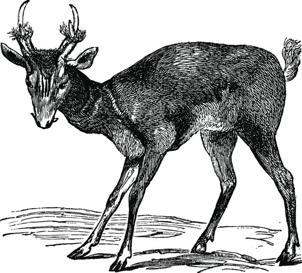 常见的山楂 Cervulus Vaginalis 或鹿皮 Barking Deer 或普通山楂 Common Muntjac 或红山楂 — 图库矢量图片