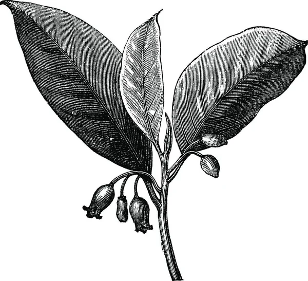 Növény Faág Fekete Fehér Bevésett Illusztráció — Stock Vector