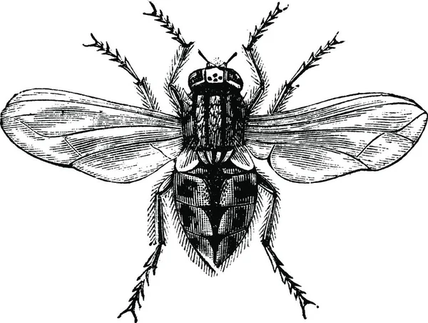 Housefly Musca Domestica Common Housefly House Fly Увеличенная Винтажная Иллюстрация — стоковый вектор