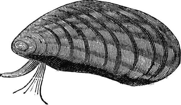 Mosselen Mytilus Edulis Geïsoleerd Witte Vintage Gegraveerde Afbeelding Trousset Encyclopedie — Stockvector