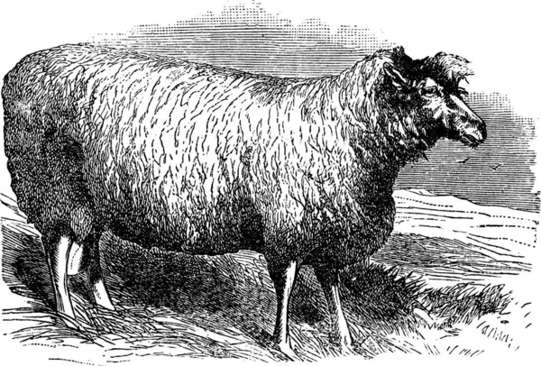 莱斯特羊 Leicester Sheep 或贝克威尔 Bakewell Leicester 或迪什利 莱斯特 Dishley Leicester — 图库矢量图片