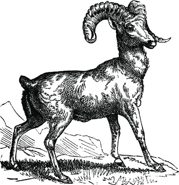 Pecora Delle Montagne Rocciose Ovis Montana Pecora Bighorn Illustrazione Incisa — Vettoriale Stock