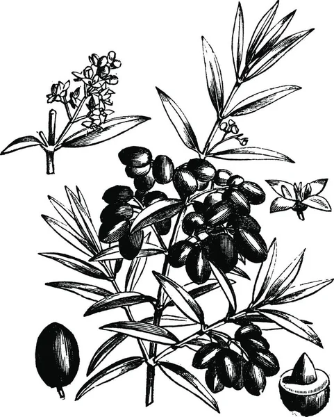 Olive Commune Olea Europaea Illustration Gravée Vintage Encyclopédie Trousset 1886 — Image vectorielle