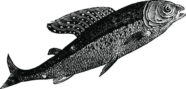 Arktische Äsche Oder Thymallus Arcticus Schatten Getupft Oder Thymallus Bedeutet — Stockvektor