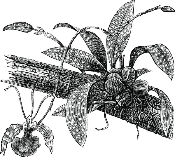 オンシジュームまたは白 ヴィンテージの刻まれた図に分離された枝オンシジューム アゲハを蝶します Trousset 百科事典 1886年 1891 — ストックベクタ