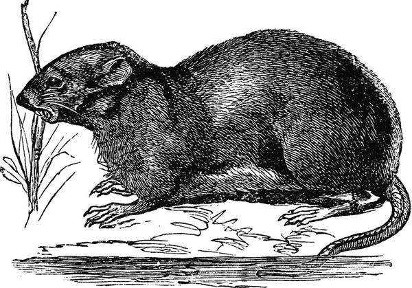 Ondatra Fibre Zibethicus Rat Musqué Illustration Gravée Vintage Encyclopédie Trousset — Image vectorielle