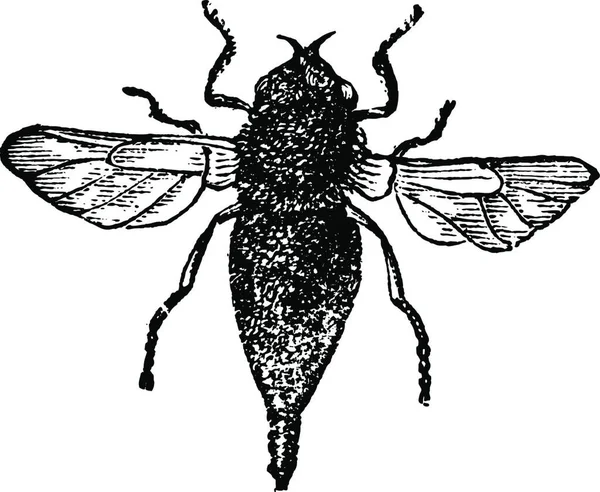 Gasterophilus または馬ボット フライ ビンテージ刻まれた図 Trousset 百科事典 1886年 1891 — ストックベクタ