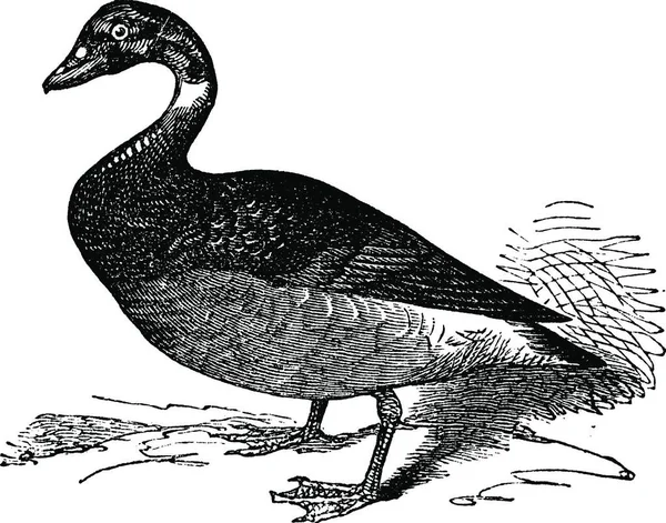 Ganso Brent Brant Negro Branta Bernicla Grabado Vintage Ilustración Grabada — Vector de stock