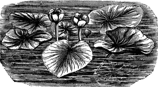 Nénuphar Jaune Lutea Nuphar Illustration Gravée Vintage Encyclopédie Trousset 1886 — Image vectorielle